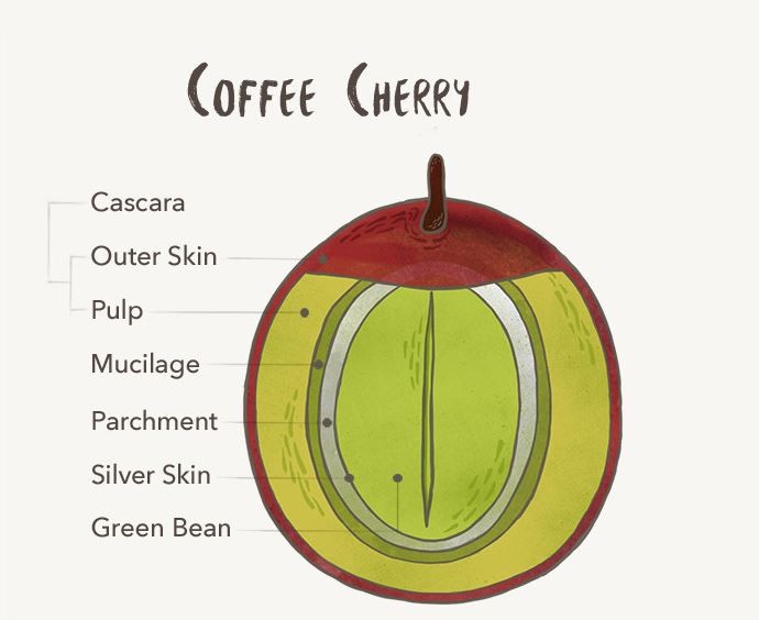 coffee-cherry--1-