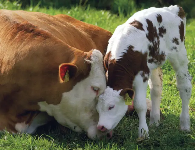 happy-cow