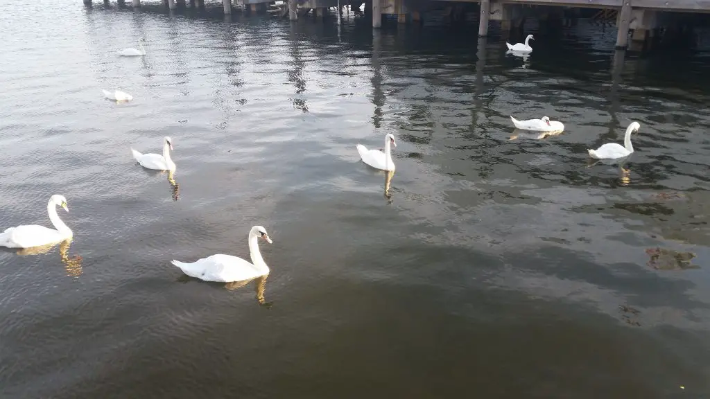 swans