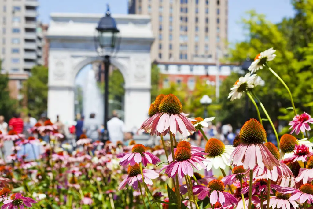 washington square park in spring with flowers